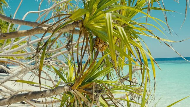 Tropical Pandanus Fruit Growing on Screwpine Tree Branch with Turquoise Ocean Beach View in Maldives