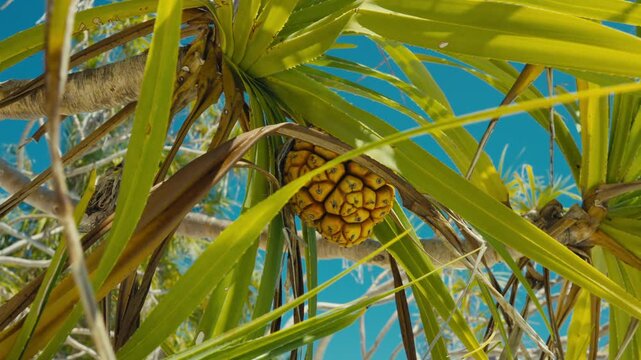 Close Up of Ripe Pandanus Fruit Growing on Screwpine Tree Branch Under Clear Tropical Sky in Maldives