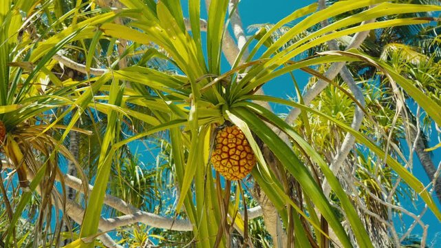 Close Up of Ripe Pandanus Fruit Growing on Screwpine Tree Branch Under Clear Tropical Sky in Maldives