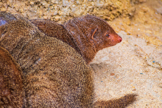 Common dwarf mongoose (Helogale parvula)