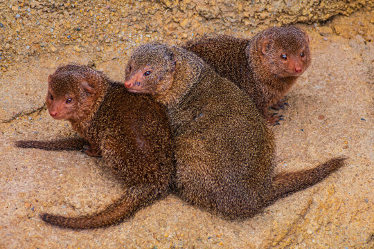 Common dwarf mongoose (Helogale parvula)