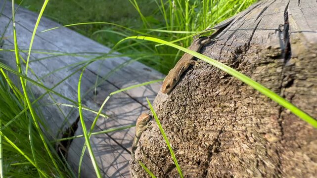 Juvenile Common lizard (Zootoca vivipara) yawning on a sunlit faded log surrounded by tall green grass. Estonia.