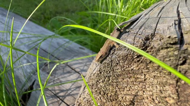 Juvenile Common lizard (Zootoca vivipara) on a sunlit faded log. Estonia.
