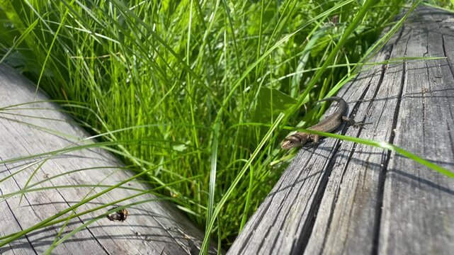 Juvenile Common lizard (Zootoca vivipara) sunbathing on a faded log then going to hide. Estonia.