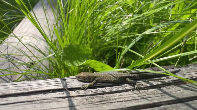Juvenile Common lizard (Zootoca vivipara) sunbathing on a faded log. Estonia.