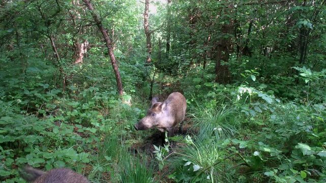 Wild boars (Sus scrofa) walks along a narrow animal trail through lush green forest undergrowth in Saaremaa, Estonia.