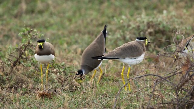 Group of Yellow-wattled Lapwings standing and foraging together in dry open grassland in Sri Lanka, showing their distinctive black caps, yellow facial wattles and long yellow legs.