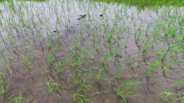Low-angle drone footage smoothly moves forward over young rice seedlings growing in shallow water, revealing reflective flooded soil and vibrant green plants in a newly cultivated paddy field in Centr