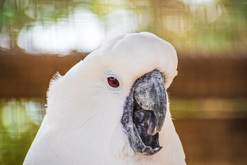white cockatoo (Cacatua alba) © Alberto Giron 