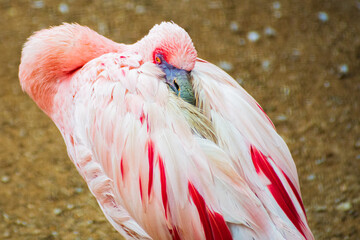 greater flamingo (Phoenicopterus roseus) © Alberto Giron 