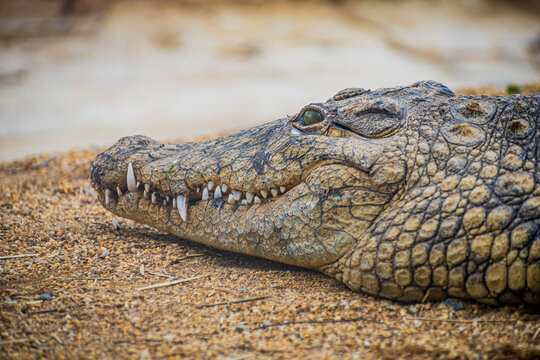 Nile crocodile (Crocodylus niloticus)
