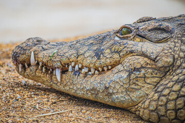 Fototapeta premium Nile crocodile (Crocodylus niloticus)