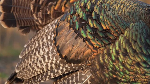 Close-up of vibrant iridescent turkey feathers with intricate patterns
