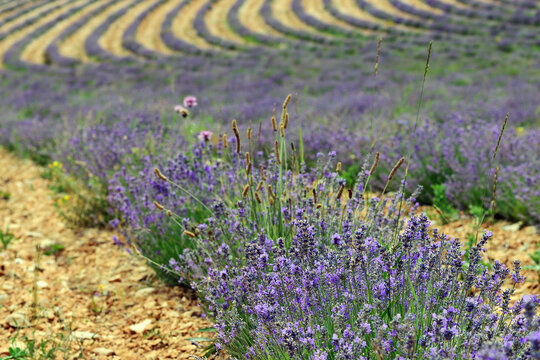Lavender field, Provence, France