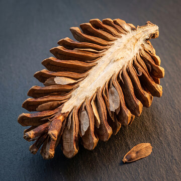 Pine Cone Sliced Lengthwise Showing Seed Placement