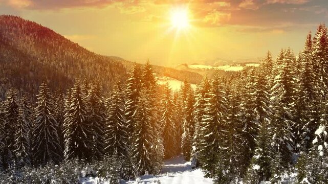 Drone footage of the forest in winter time at sunset, landscape snow covered trees nature - beautiful Europe aerial pine forest mountain, season travel white frozen nature idyllic