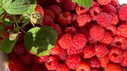 Top view of abundant ripe red raspberries with fresh green leaves filling a white bowl after a summer garden harvest © Zuhra