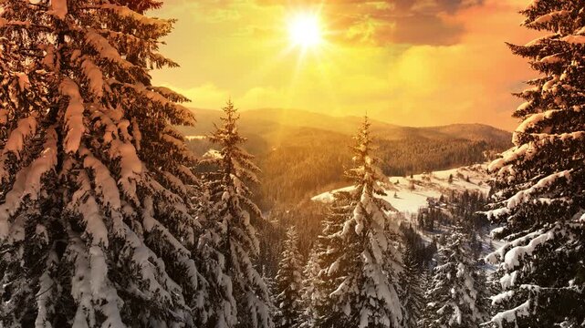 Drone footage of the forest in winter time at sunset, landscape snow covered trees nature - beautiful Europe aerial pine forest mountain, season travel white frozen nature idyllic