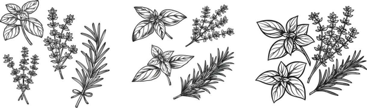 A bundle of fresh herbs, including basil, thyme, and rosemary, is illustrated in a black-and-white vector style with intricate details