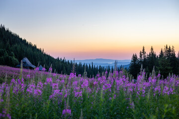 Obraz premium Blooming pink fireweed meadow and wooden huts at sunrise in mountain valley