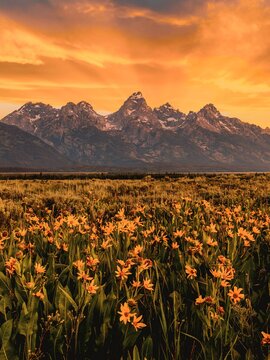 Field of blooming yellow sunflowers beneath jagged mountains at sunset