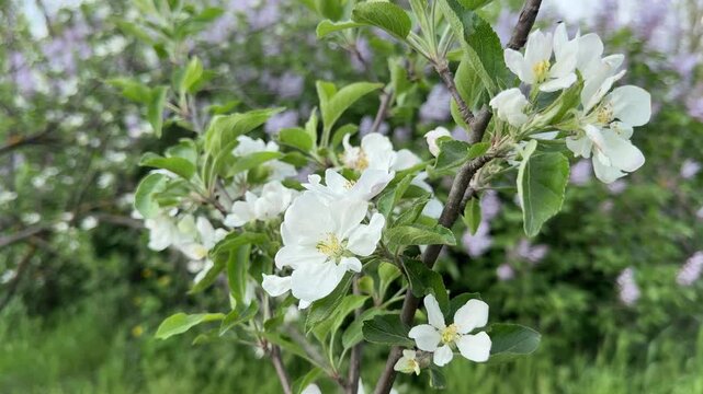 Apple blossom in spring orchard.