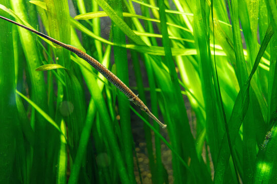 A macro close-up of a very unusual fish: the needlefish or gar.