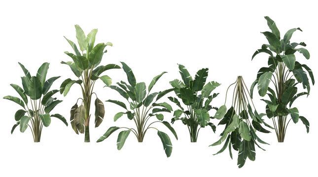 Collection de six plantes tropicales en pot isol&eacute;es sur fond blanc, incluant des bananiers et des palmiers pour le design int&eacute;rieur, l'architecture paysag&egrave;re et la d&eacute;coration v&eacute;g&eacute;tale.