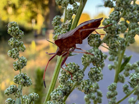 Dock Bug (Coreus marginatus) Shield Bug on Wild Plant Stem &mdash; Rijkevorsel, Belgium