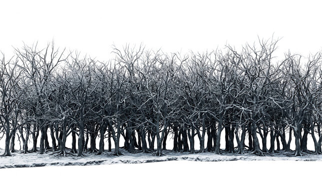 Une for&ecirc;t dense d'arbres nus en hiver avec des branches sombres et entrelac&eacute;es sur un fond blanc isol&eacute;, cr&eacute;ant une atmosph&egrave;re minimaliste et m&eacute;lancolique pour des projets graphiques.