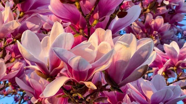 Blooming magnolia flowers in a garden during springtime