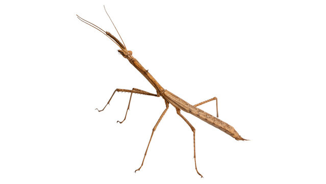 A brown stick insect walking stick bug isolated on transparent background.