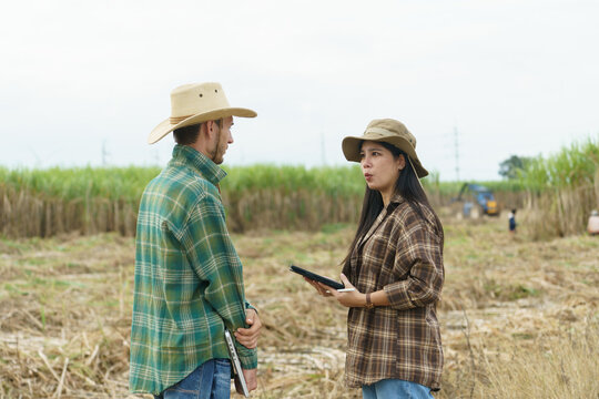 The sugarcane plantation owners are analyzing and discussing how to harvest the sugarcane in their fields.