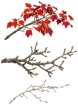 A set of three decorative tree branches showing vivid autumn leaves, budding twigs, and pale birch bark.