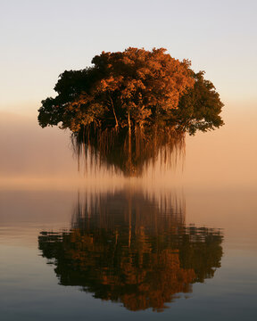 Floating Island With Dense Autumn Tree Canopy
