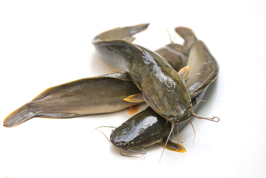 catfish isolated on white background, fresh raw catfish freshwater fish, catfish for cooking food fish