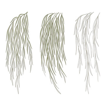 Ensemble d'illustrations vectorielles de branches de saule pleureur suspendues avec des feuilles vertes d&eacute;licates sur fond blanc.