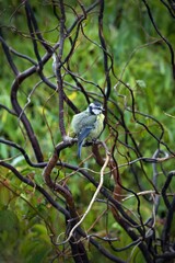 closeup of a blue tit © Horst Krischke