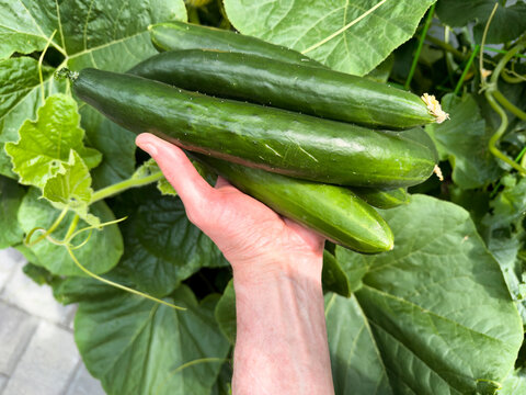 Male hand holding some fresh organic Asian Japanese cucumber during the summer growing season