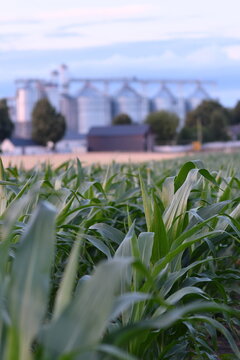 Green corn field with modern grain storage silos in background, agricultural infrastructure and food production. Selective focus. Copy space. 