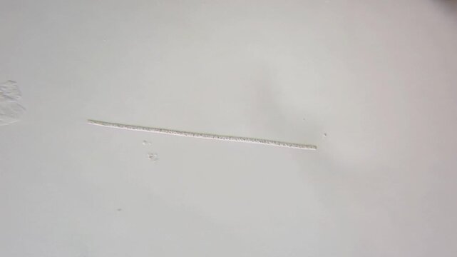 Oscillatoria Cyanobacteria Filament Under Microscope - Gliding Movement and Bending Microorganism

