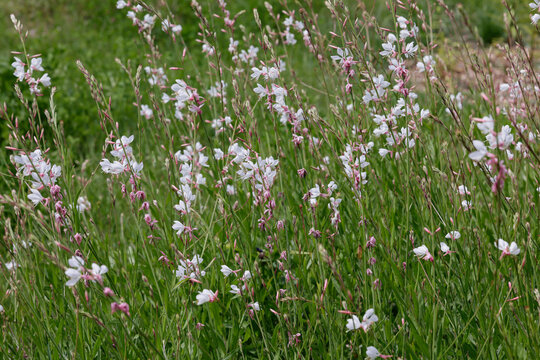 Lindheimer's Gaura blooming on a summer day