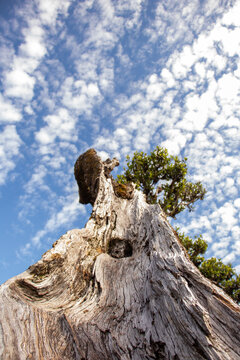 Laurus novocanariensis laurel tree in Madeira Laurissilva forest, Portugal, viewed from below against blue sky and clouds. Scenic travel destination, nature, outdoor tourism concept. Selective focus.