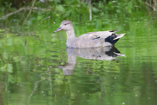 A male gadwall is reflected in the pond, gadwall on the shimmering green pond, green reflection from leaves on the lake, idyllic scene at the lake with a grey duck, idyllic nature, Mareca strepera