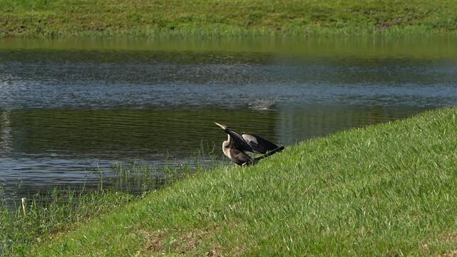 Anhinga walks into a lake