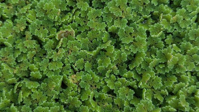 Mosquito fern green aquatic plants background