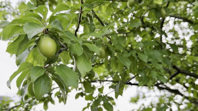 Green unripe mirabelle plums hanging on the branch of the tree in a natural outdoor setting 