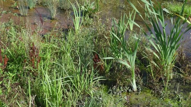 Narrowleaf cattails and Reed sweet-grasses planted at the water's edge to restore the banks of a pond in summer. Typha angustifolia, Glyceria maxima, Indre-et-Loire 37, r&eacute;gion Centre, France, Europe