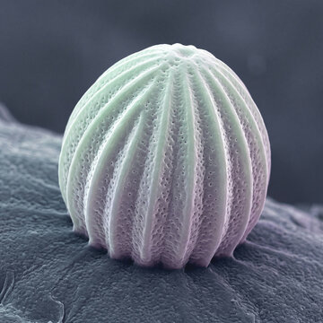 Ribbed Butterfly Egg At Microscope Scale