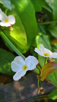 Delicate White Flowers Blooming Among Green Leaves